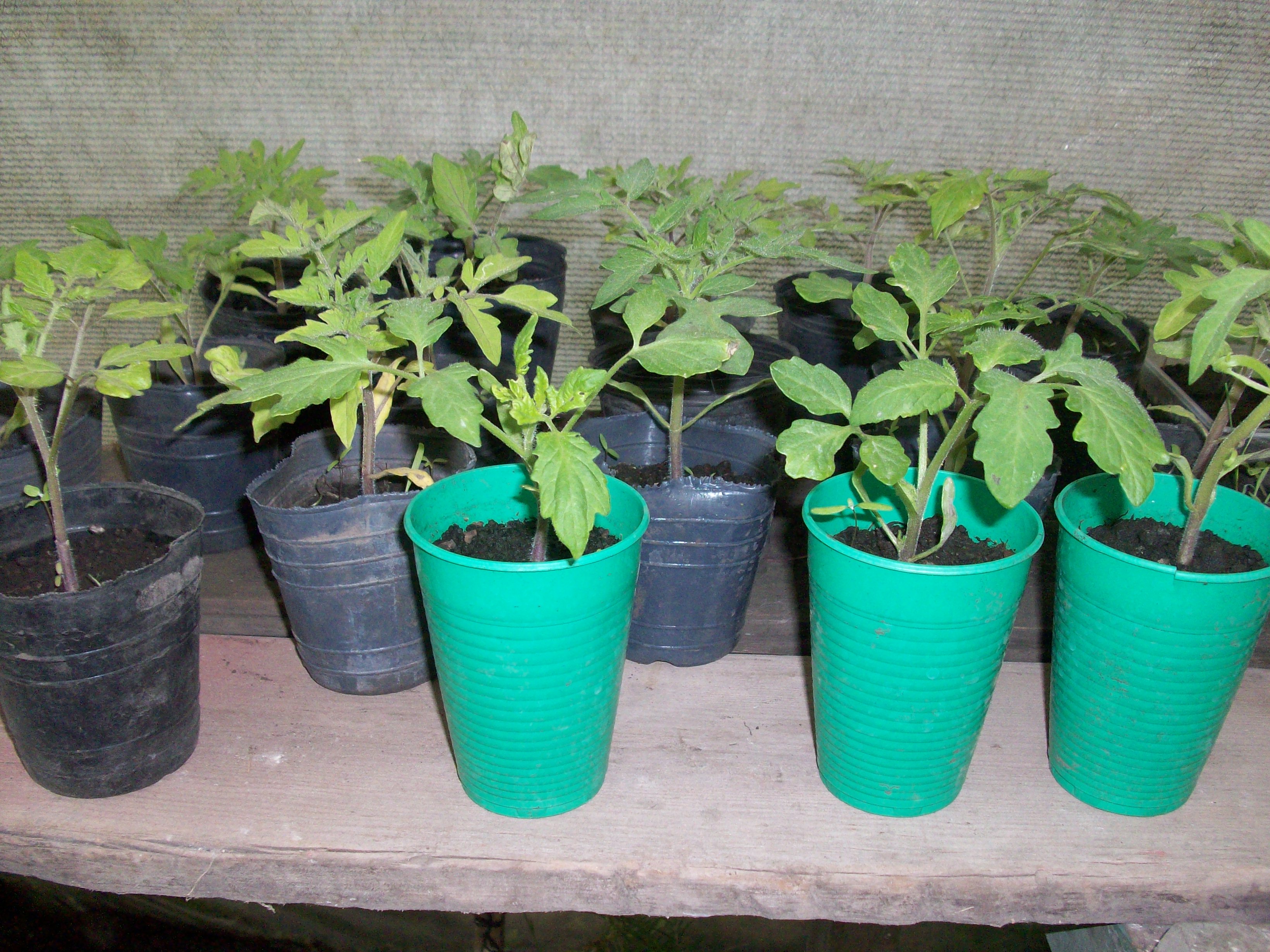 Alimentación saludable: Un ejemplo a seguir Mi huerta en 4 pasos. http