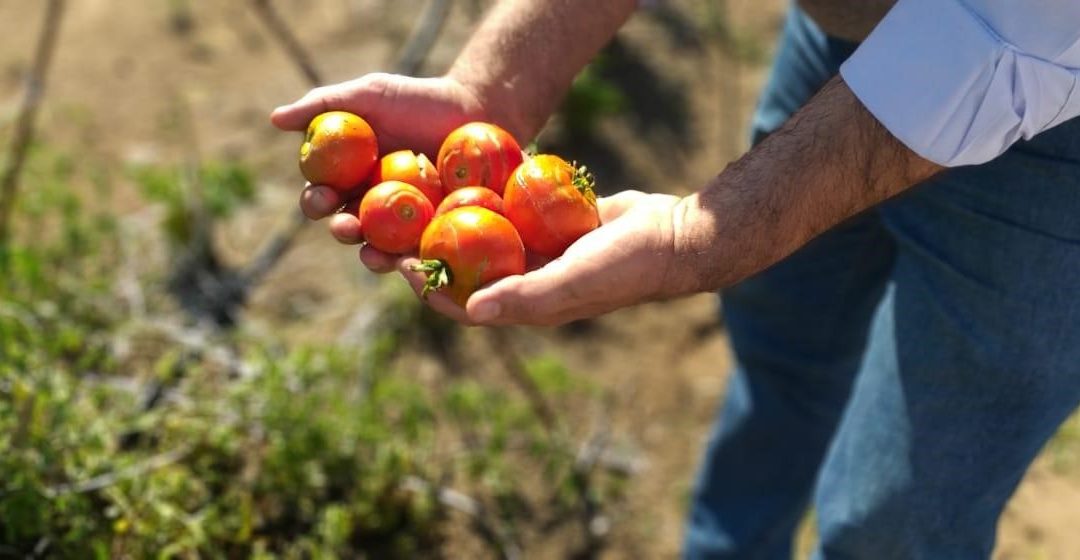 ¡Cuidemos nuestros alimentos!