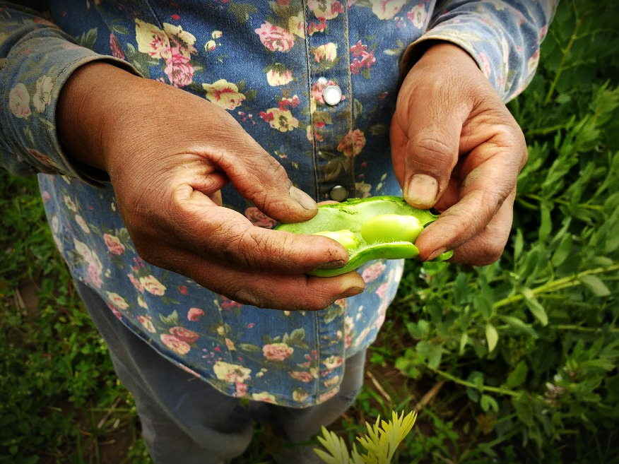 ¡Te contamos cómo conseguir semillas de tu huerta!